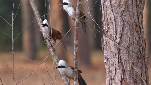 White-Crested Laughingthrush Birds Perched on a Tree Branch
