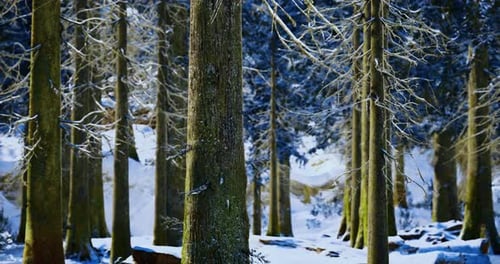 Snow Covered Trees Create a Serene Winter Landscape in the Forest