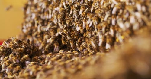 Close Shot of Swarm of Bees Working