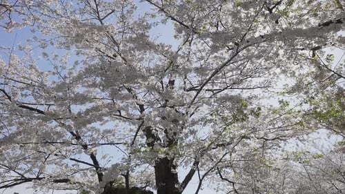 Eine nach vorne gerichtete Aufnahme unter dem leuchtenden Blätterdach blühender Sakura-Bäume, aufgenommen aus einem niedrigen Winkel, s