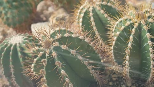 Green Cactus Background Closeup Succulents