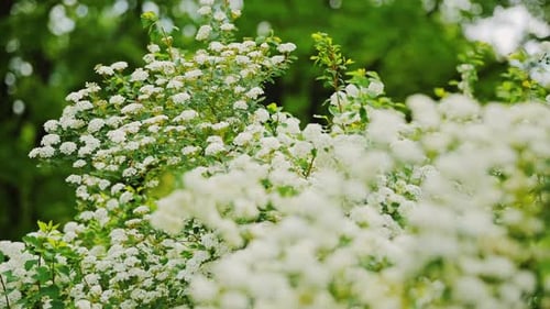 Blühende weiße Mädesüßblüten im üppigen grünen Wald im Frühsommer