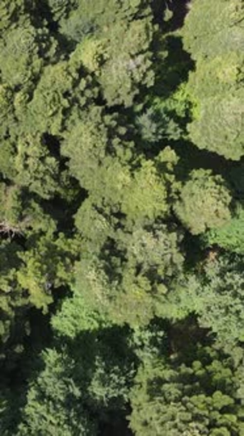 Nature Forest Natural Environment Forest