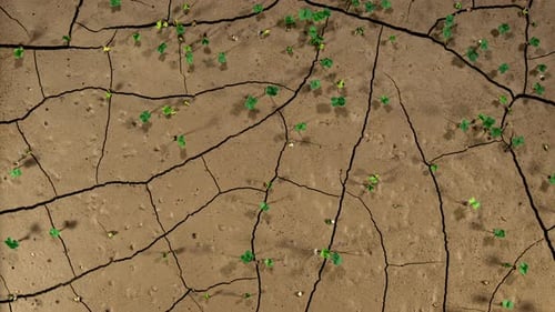 Salad Seedling Grow on Desert Cracked Soil in Time Lapse. Symbol of Climate Change and Drought