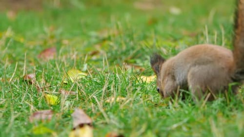 Eichhörnchen sucht im grünen Gras oder Rasen im Park nach Nahrung