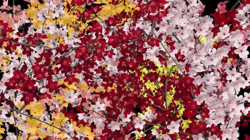 Cherry Branches - Colorful Flowers - Blooming Timelapse - Alpha Channel