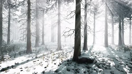 Mystical Winter Forest with Snow and Sun Rays Coming Through Trees