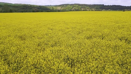 Wide View of a Blooming Yellow Rapeseed Field Stretching to the Horizon with a Forested Hill in the