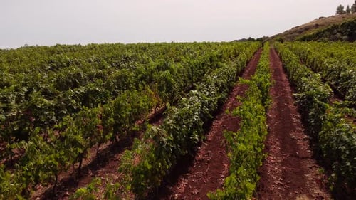 Drone Flight Over Grapevine Rows At The Vineyard. Winemaking Industry.