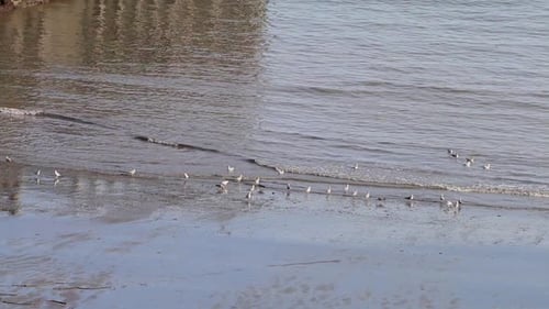 Seagulls at waters edge as tide rises. Bristol Channel. Devon. England. UK