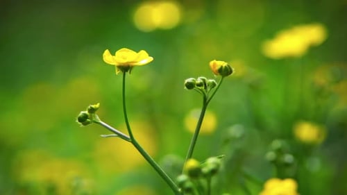 Yellow flower in a field of yellow flowers