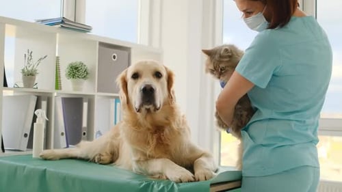 Cat and Dog in Veterinary Clinic