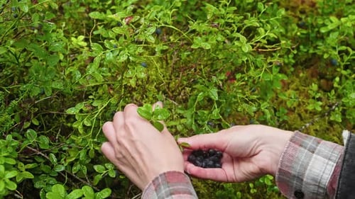 Wild Blueberries Growing Among Green Bushes in Finnish Forest in Summer