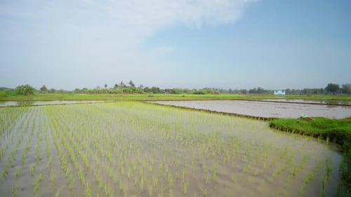 Rice Field