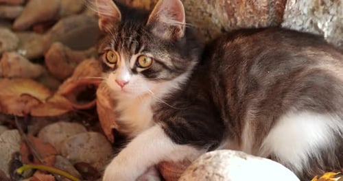 Kitten Plays Around Tree Trunk in Home Yard. Small Cat Portrait in Nature. Domestic Kitten