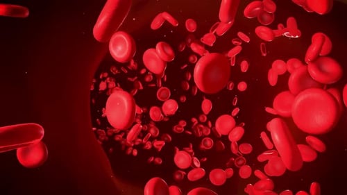 Detailed Red Blood Cells Flowing Through a Blood Vessel