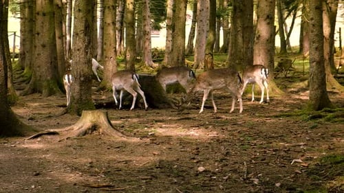 A Herd of Deer in the Forest