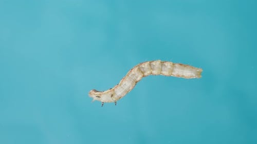 Der Bauch einer Raupe von unten gesehen vor blauem Hintergrund. Makroansicht, weiter kriechen