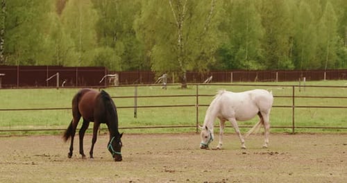 Horse Running Sport Horses Eating Grass Beautiful White Mare in Field Pasture Brown Stallion