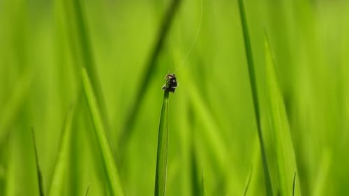 Spider in web - making web waiting for pry.