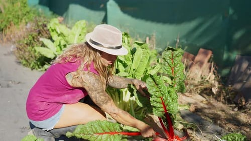 Tattooed Female Farmer Harvesting Red Chard in an Organic Vegetable Garden