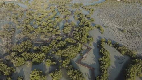 Aerial view of mangrove forest and boardwalk, UAE.