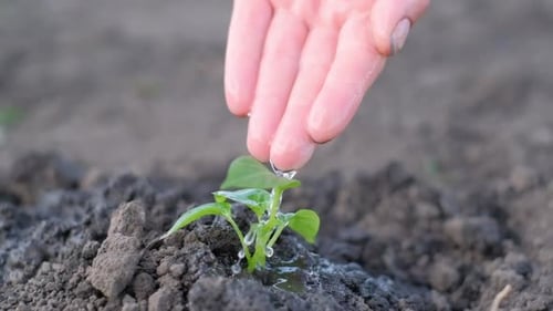 Slow Movement of Water Drops Falling on a Green Sprout Watering Seedlings in the Garden