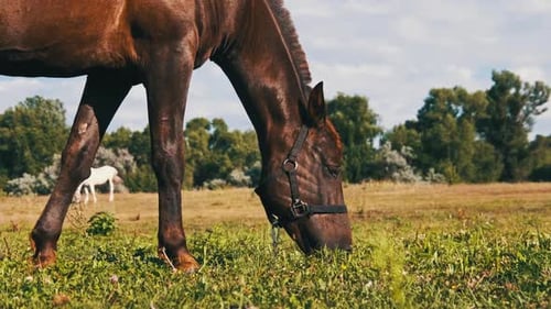 Brown Horse Grazes on a Green Field in Slow Motion