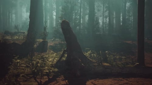 Majestic Sequoia Forest Filled With Towering Trees