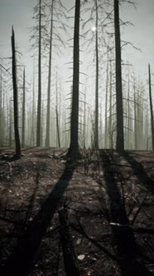 Dense Forest Devastated By Fire