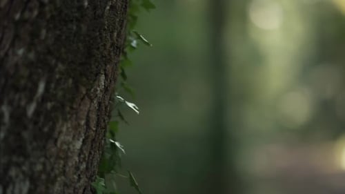 Versteckt vor einem Baum, mit Blick auf einen Pfad in einem Wald, während der goldenen Stunde im Herbst