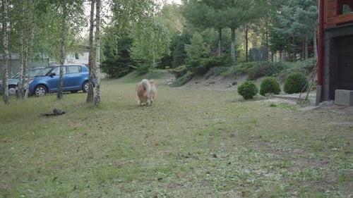Rough Collie Running with Stick in Rural Setting