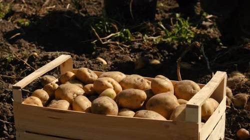 Harvest Potatoes in the Garden Selective Focus