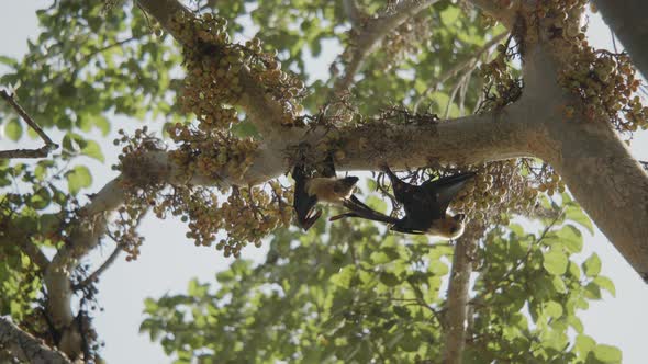 Two bats fighting upside down on a fig tree for their place, biting and ...