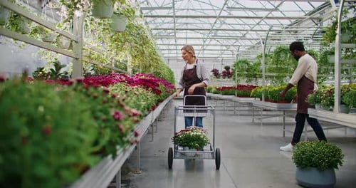 Two Adults Moving Plants in Greenhouse Workplace