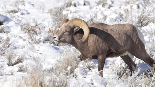 Bighorn Sheep ram walking through winter landscape in Wyoming