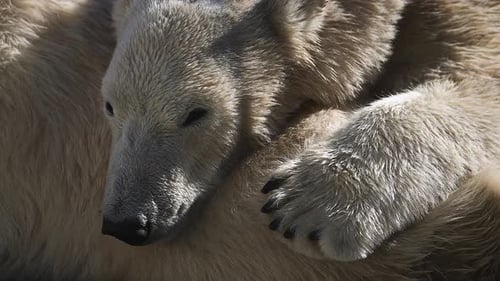 Beautiful Portrait Footage of Female Polar Bear and Her Polar Bear Cub in Nature Landscape Near Cold