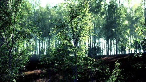 The Last Rays of the Sun Filter Through the Birch Forest