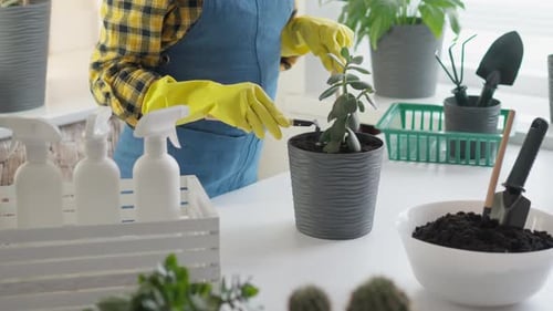 Woman Gardening Indoors with Succulent Plants