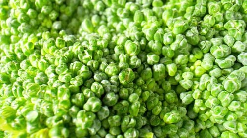 Vibrant Close-Up of Fresh Green Broccoli Florets