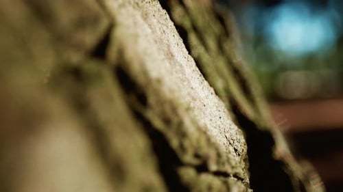 Ants Working on the Trunk of a Tree