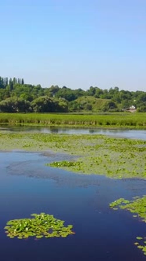 Lily Blossoms In Water. Aerial view of lotus flower and plants in pond
