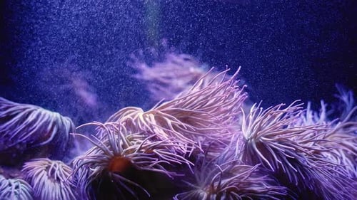 Purple Tube Anemones Filtering Water in Aquarium