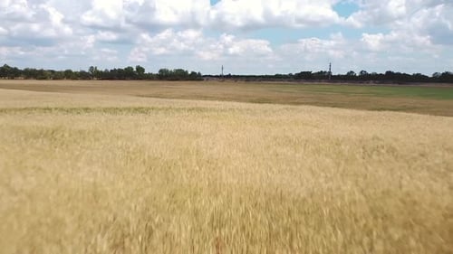 Fast drone flight over wheat field very close to wheat sky with clouds