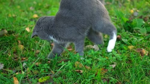 Cat Portrait Graceful Gray Cat Walking in the Forest or Garden Funny Cat Outdoors Beautiful Feline