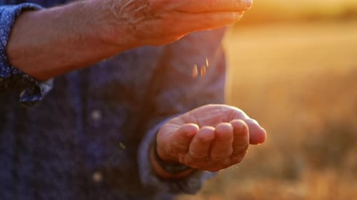 Hands of an adult male farmer pouring the grains. Close up.