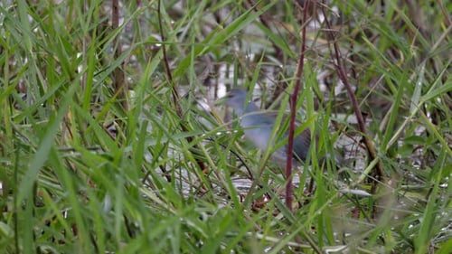 Rail Marsh grass Azule Gallinule in tropical water with yellow bill in rainforest jungle