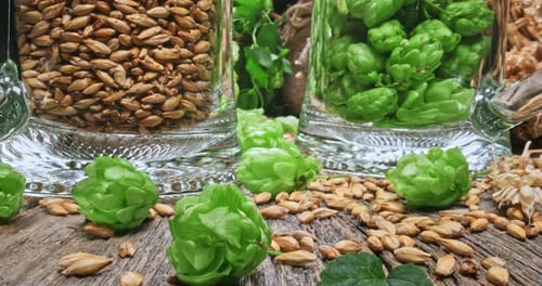 Canecas de cerveja gelada. Lúpulo e malte como ingredientes da cerveja.