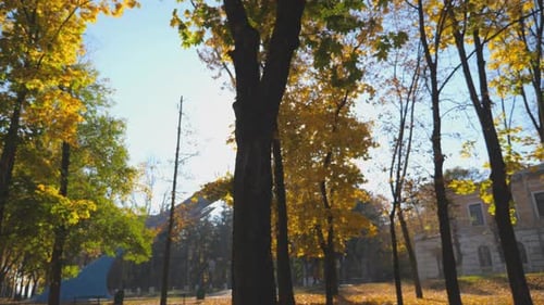 View on Beautiful Autumn Park with Fallen Yellow Leaves Around Scenic Landscape with Bright Sunlight