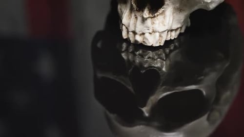 Human Skull with Reflective Base, Halloween theme